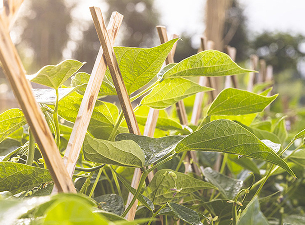 1 orto e giardino 1 orto e giardino